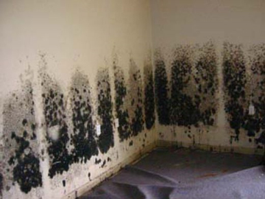 Mold-Removal-Burlingame